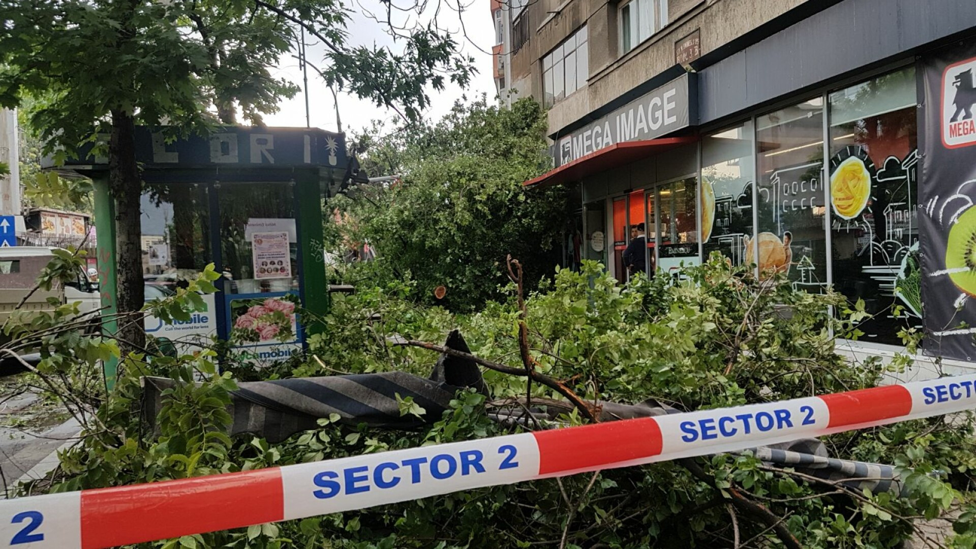 copac cazut Bucuresti