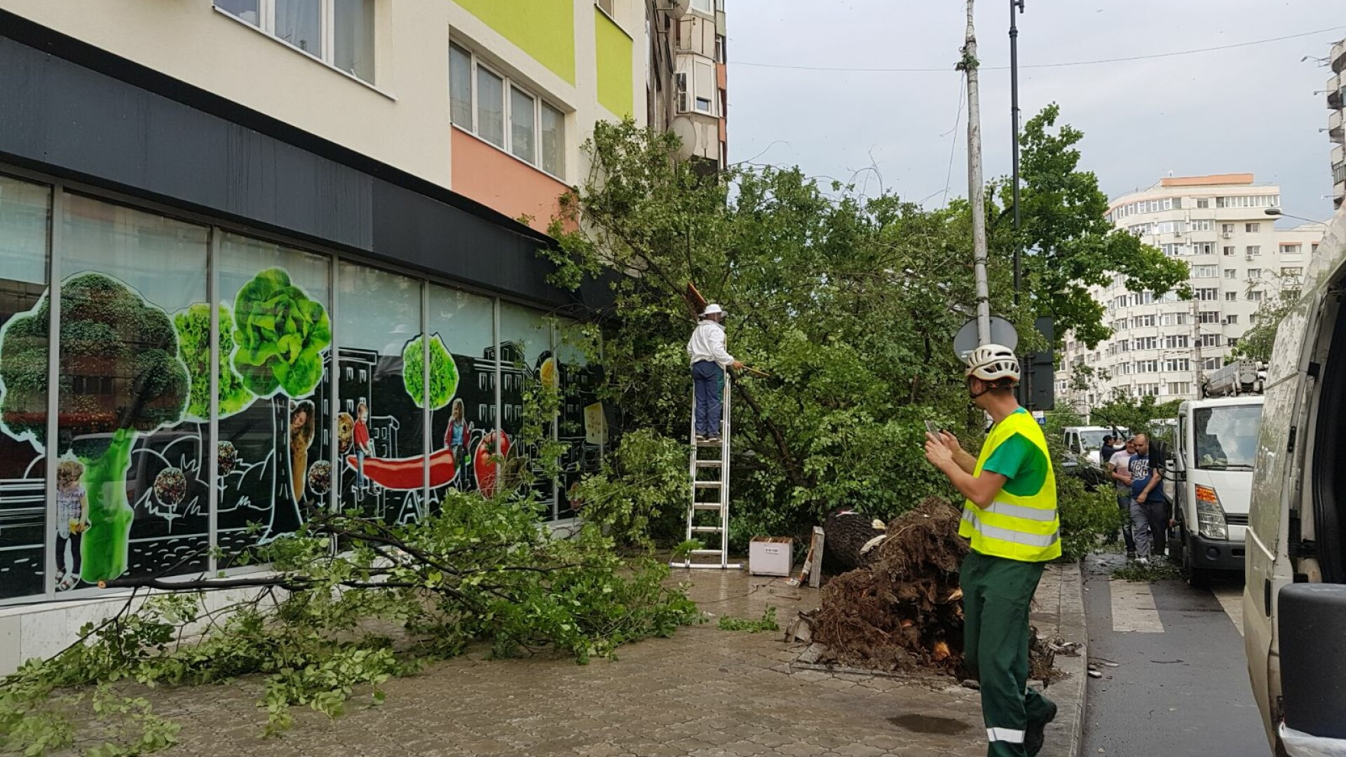 copac cazut Bucuresti