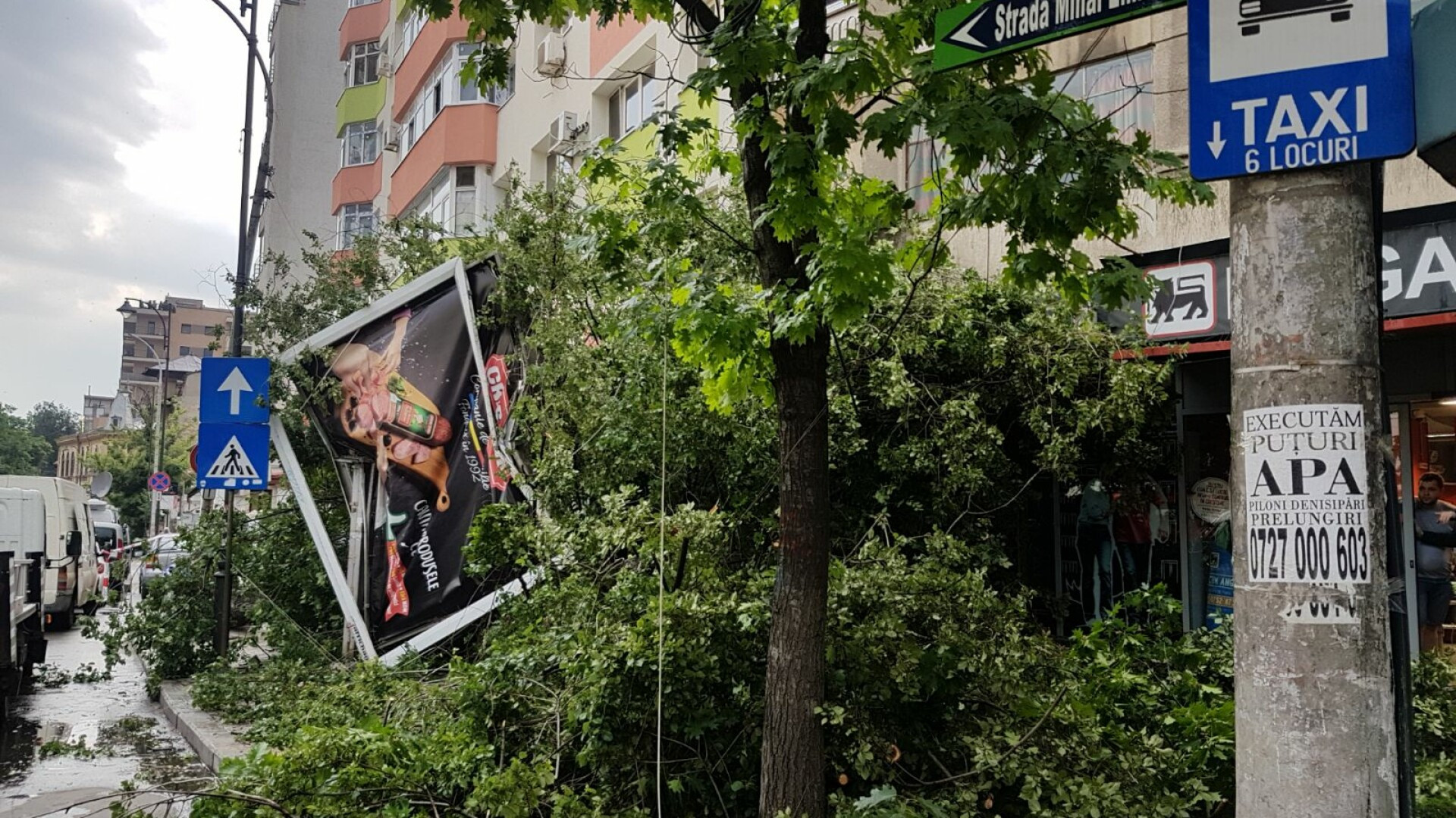 copac cazut Bucuresti