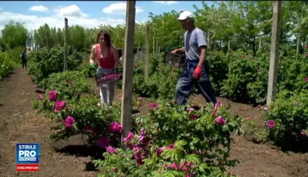 Afacerea infloritoare in care o familie a investit 100.000 de euro. Un borcan de dulceata se vinde cu 15 lei