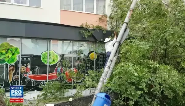 Un copac urias s-a prabusit pe un bulevard din Capitala. In ramurile arborelui se afla si un stup de albine