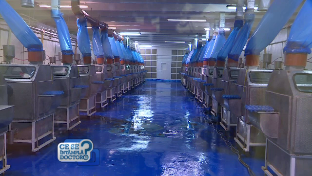 Imunoglobulinele de la pasari care ne apara de boli. Cum functioneaza si ce efecte au asupra sistemului nostru imunitar