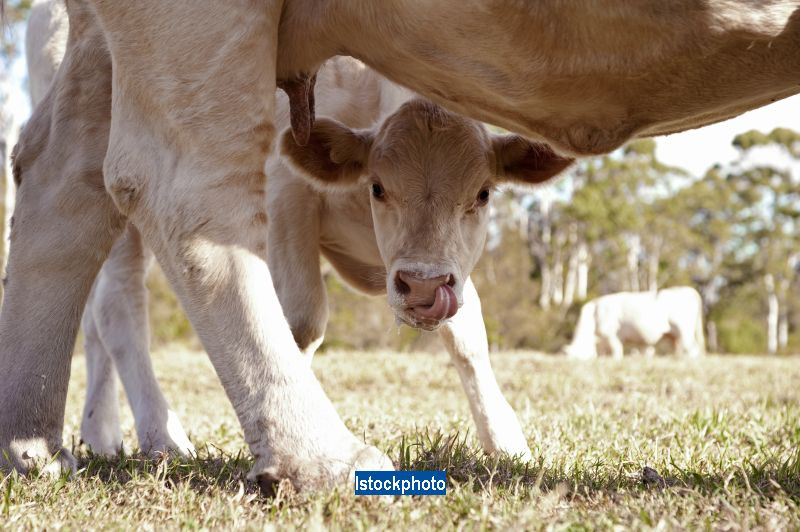 Indienii cred ca sunt martorii unei minuni divine, dupa nasterea unui vitel cu malformatii. VIDEO