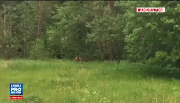 Statiunea Cheia, aparata de patrule de jandarmi in vacanta de Rusalii. Oamenii se tem de un urs care a facut prapad in curti