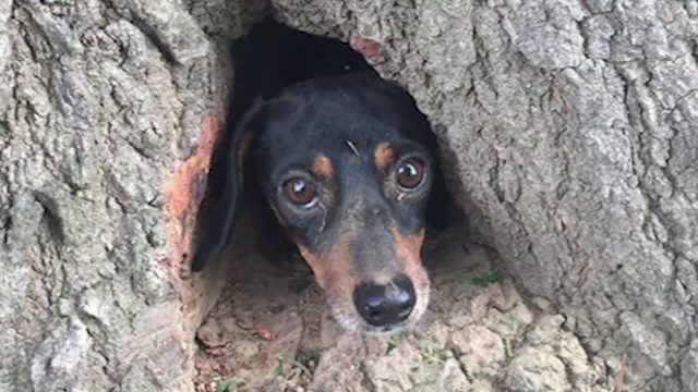 Curiozitatea i-a adus numai necazuri unui catel. Cum a ajuns simpaticul patruped in scorbura unui copac