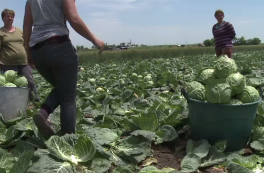 In ciuda frigului si a ninsorilor din primavara, varza de Motatei a crescut. Cu cat se vinde kilogramul in piata