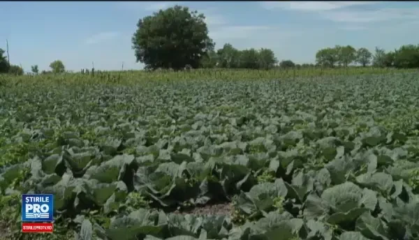 In ciuda frigului si a ninsorilor din primavara, varza de Motatei a crescut. Cu cat se vinde kilogramul in piata