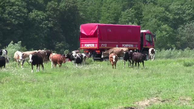 Barbat cautat de jandarmi, politisti, pompieri, localnici si un caine de urma. Ce a cerut inainte de a disparea