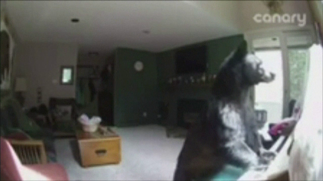 Un urs a intrat prin efractie in casa unei femei din SUA si a inceput sa cante la pian. Imaginile surprinse de camere