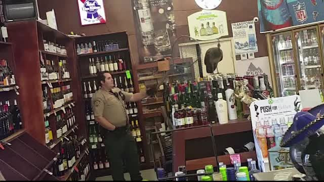 Un paun a provocat haos intr-un magazin de bauturi alcoolice. Pana a fost prins, a spart mai multe sticle