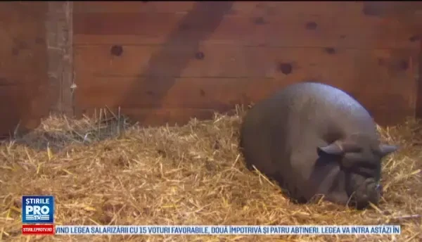 O americanca este acuzata de cruzime, dupa ce si-a ingrasat porcul. Animalul este acum la dieta si primeste doar mere