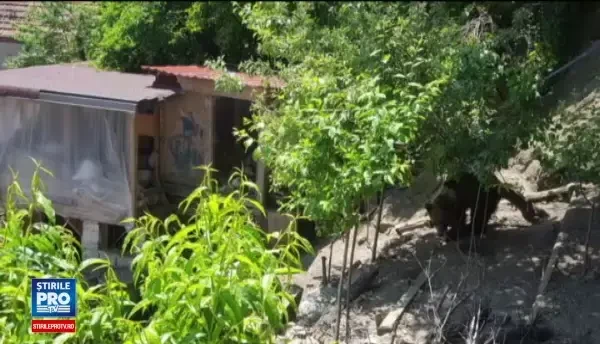 A vrut sa faca plaja, dar a dat nas in nas cu un urs. O tanara a sunat disperata la 112, sa ceara ajutor