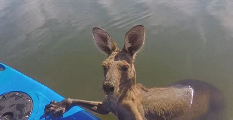 Un pui de cangur din Australia a ramas captiv intr-un canal plin cu apa. Cine a reusit sa-l salveze VIDEO