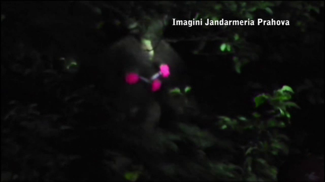 Ursoaica din Prahova care i-a speriat pe locuitori a fost capturata. Jandarmii au fost nevoiti sa o tranchilizeze