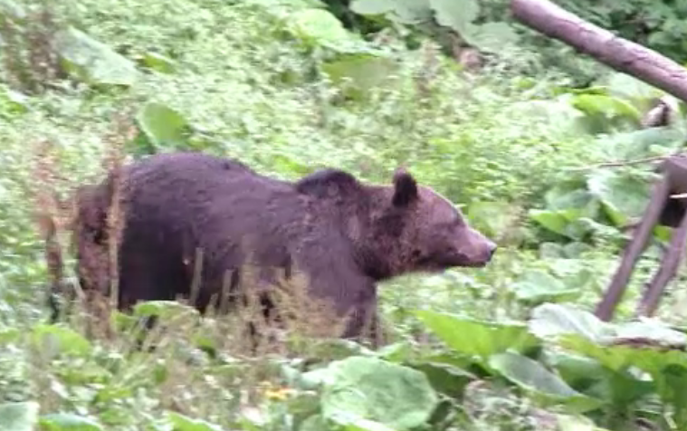 Momente de groaza pentru un satean din Mures, atacat de urs in padure. Cum a reusit barbatul sa se intoarca acasa