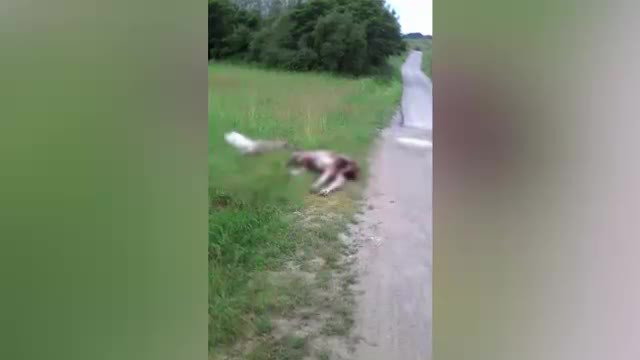 Cadavrele in putrefactie a doi vitei jupuiti, gasite langa un sat din Bihor. Ce se intamplase cu o zi in urma in satul vecin