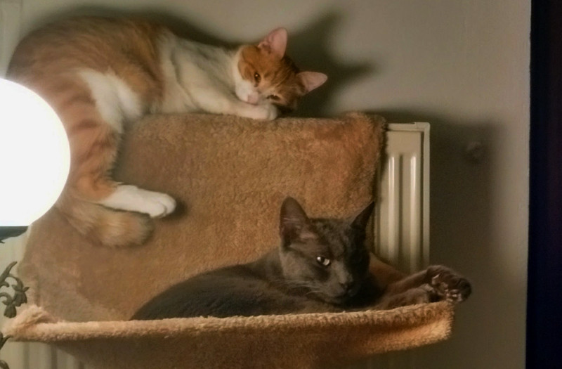 Frauda cu pisici moarte, in Marea Britanie. Cati bani a obtinut un barbat dupa ce a inventat o tragedie cu feline