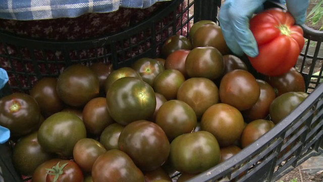 Rosia-ciocolata, soiul in care romanii au investit si mii de euro. Cat costa kilogramul in piete