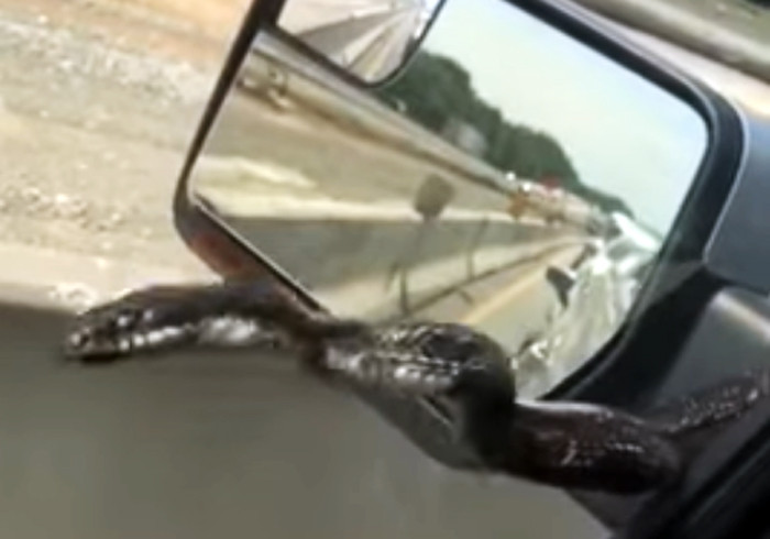 S-a trezit cu un sarpe urias pe masina in timp ce conducea pe autostrada. Cum a scapat de reptila. VIDEO