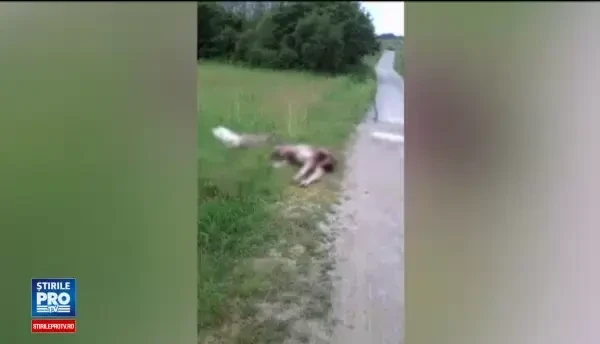 Cadavrele in putrefactie a doi vitei jupuiti, gasite langa un sat din Bihor. Ce se intamplase cu o zi in urma in satul vecin