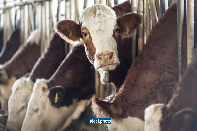 Qatarul isi propune sa importe 4.000 de vaci, care sa le asigure necesarul de hrana. De ce au nevoie de ajutorul Turciei