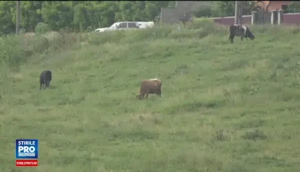 Barbat diagnosticat cu antrax, internat la Spitalul Judetean din Botosani. Noi probe trimise la Institutul Cantacuzino