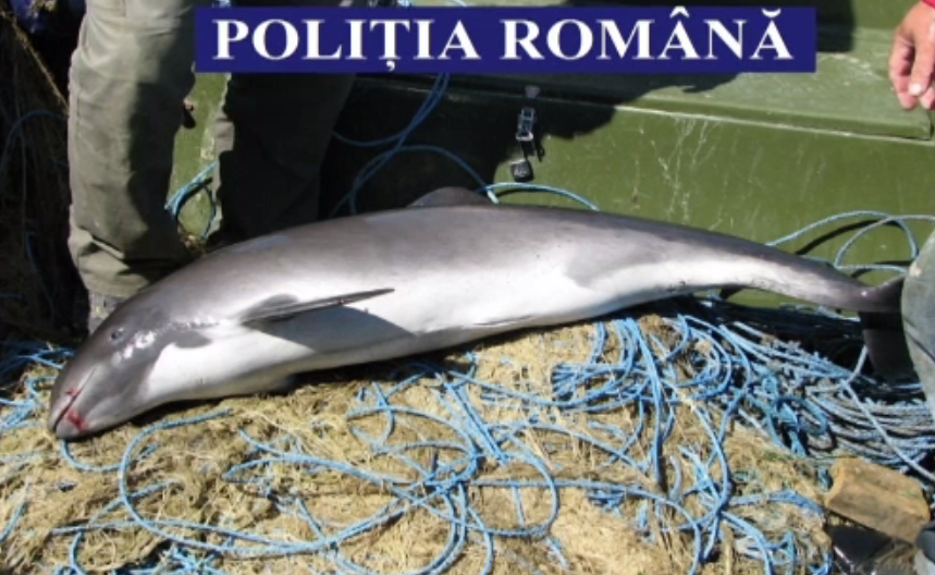 Trei pui de delfin si aproape 60 de sturioni, salvati de comisarii Garzii de mediu. Doi tineri din Tulcea, prinsi la braconaj