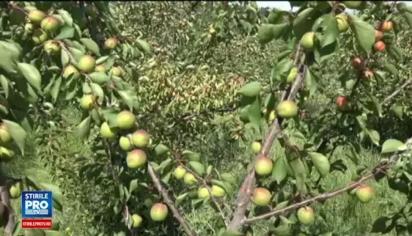 Productia de caise va fi aproape dubla fata de anul trecut. Care este secretul pomicultorilor romani