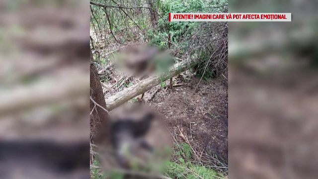 Alerta in Suceava, unde o ursoaica si doi pui au fost gasiti morti. Cauzele incidentului, invaluite in mister