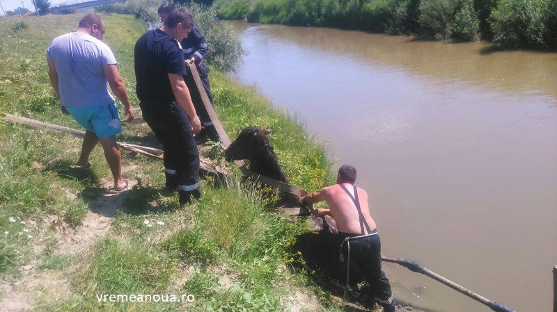 Pompierii au reusit sa salveze un cal de la inec in raul Barlad. Ce au gasit langa animal