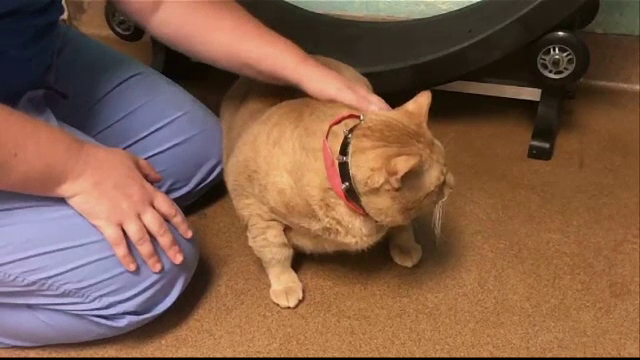 Pisica de 16 kg care a intrat la cura de slabire. "Nu putea face mai mult de cativa pasi fara sa gafaie"