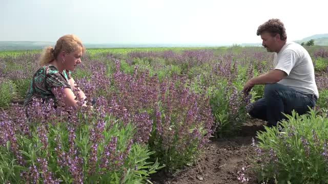 Planta care face minuni atat in privinta sanatatii, cat si in buzunare. Agricultorii fac cu ea profit de 4 ori mai mare