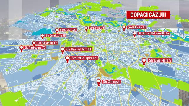 Zeci de copaci au fost pusi la pamant in Capitala, dupa o furtuna. La Buftea, o femeie a fost ranita