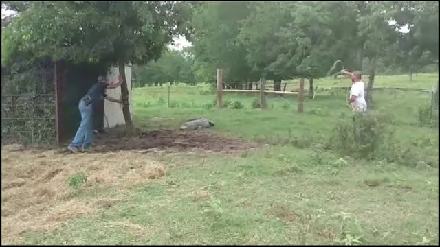 Un aligator a dat buzna intr-o ferma de vite din Texas. Ce metoda au folosit localnicii pentru a prinde reptila