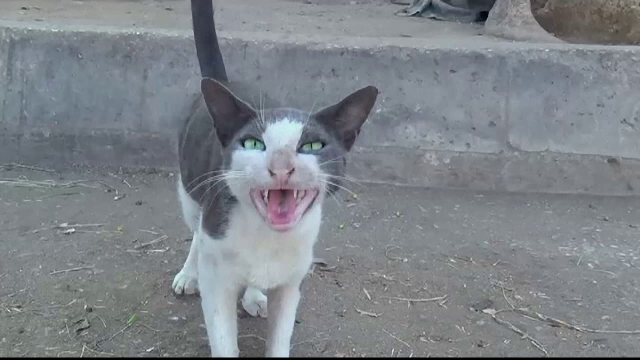 Un oraș vrea să interzică pisicile, în urma protestelor ecologiștilor