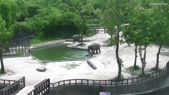 Moment emotionant surprins la o gradina zoologica din Coreea de Sud, dupa ce un pui de elefant a fost salvat de la inec.VIDEO