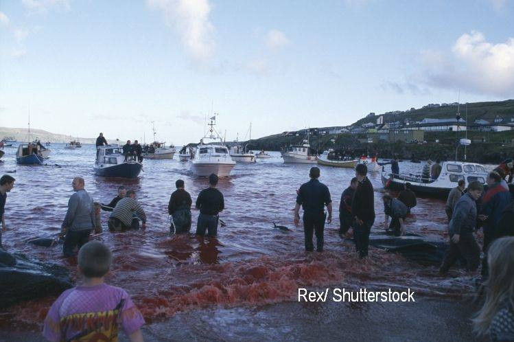 Baia de sange din Insulele Feroe, dupa uciderea balenelor