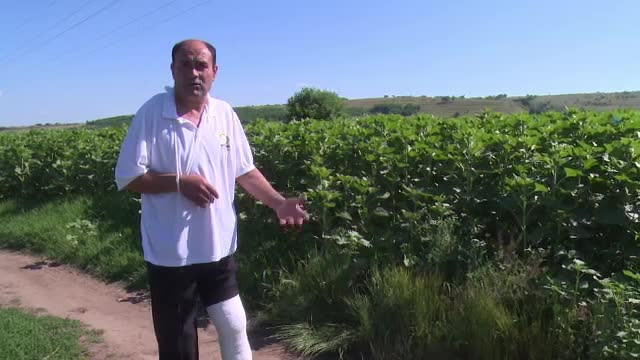 Mistretii terorizeaza o comuna din Vaslui. Un barbat, atacat de un porc, abia a scapat cu viata: "Trebuie ceva facut!"