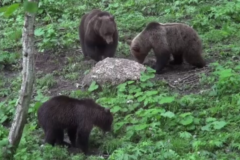 Romania, campioana in Europa la numarul de ursi din paduri. Romsilva: Multi sunt agresivi, ar trebui sa scapam de ei