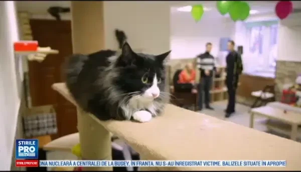 Cercetatorii au descoperit istoria relatiei dintre pisici si oameni. Cand au fost domesticite pentru prima data in Romania