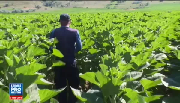 Mistretii terorizeaza o comuna din Vaslui. Un barbat, atacat de un porc, abia a scapat cu viata