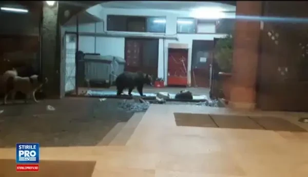 Romania, campioana in Europa la numarul de ursi din paduri. Romsilva: Multi sunt agresivi, ar trebui sa scapam de ei