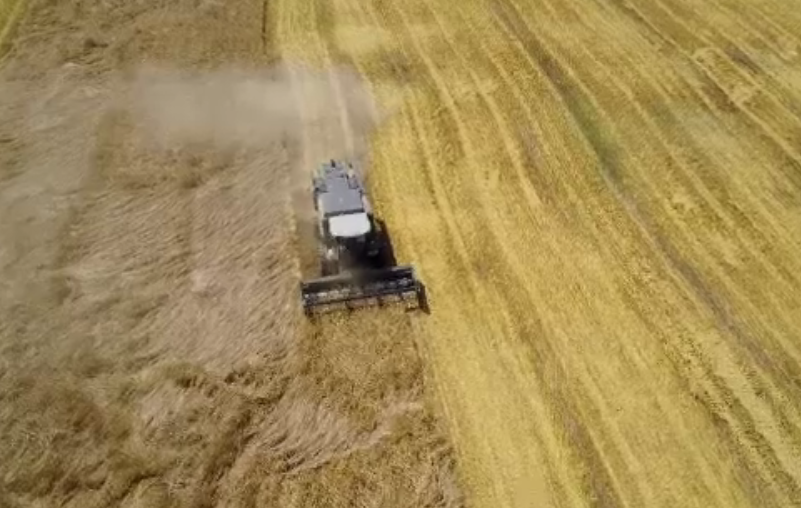 Romania a redevenit granarul Europei: exporturile de cereale sunt cele mai mari din UE. Semnalul de alarma tras de fermieri