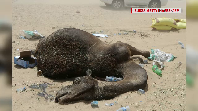 15.000 de camile, victime in scandalul dintre Arabia Saudita si Qatar. Animalele, blocate zile intregi fara mancare si apa