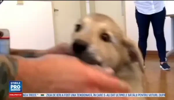 Un american si-a lasat cainele in masina, in plina canicula, cu aerul conditionat inchis. Explicatia trista a gestului sau