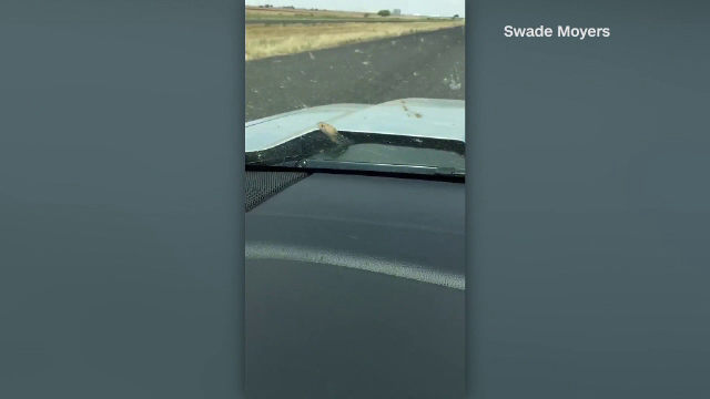 Un sarpe a iesit de sub capota unei masini in mers. Cum a reactionat soferul cand l-a vazut