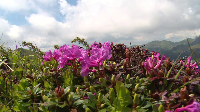 rododendron_munte