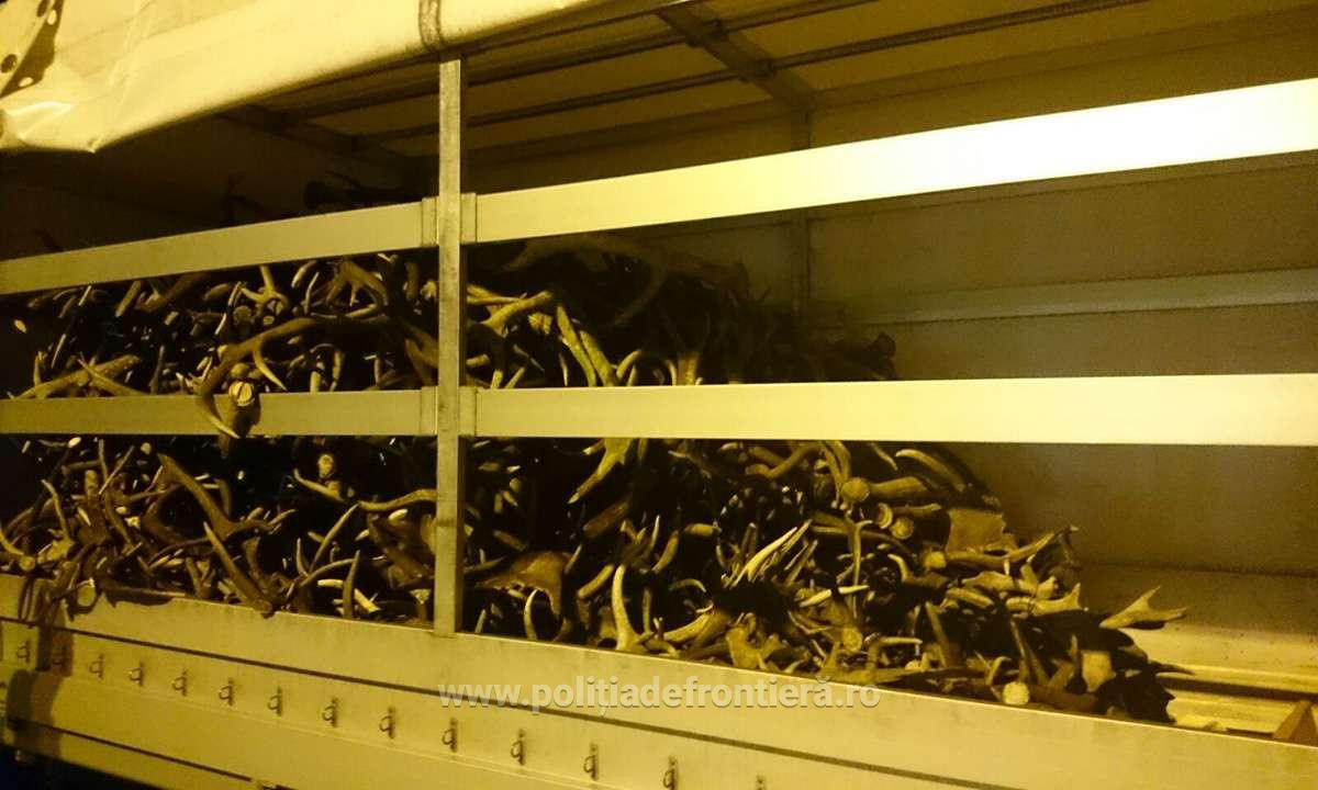 Un ceh a incercat sa scoata din tara aproape 700 de coarne de cerb fara acte. Ce valoare are marfa confiscata la frontiera