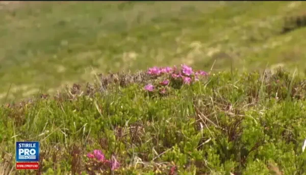 Bujorul de munte a inflorit in masivul Ciucas si, desi e protejat de lege, turistii il rup fara sa le pese de consecinte