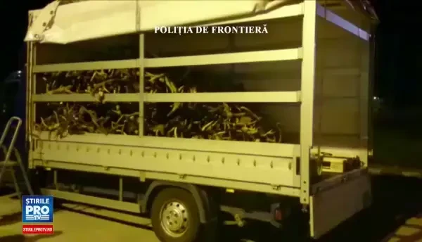 Un ceh a incercat sa scoata din tara aproape 700 de coarne de cerb fara acte. Ce valoare are marfa confiscata la frontiera